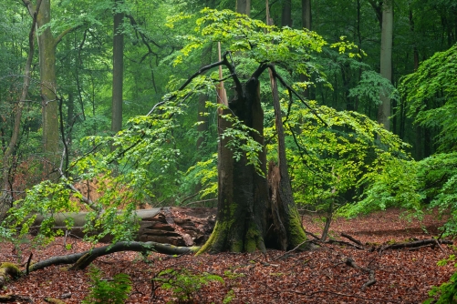 WALD Frederic Demeuse Photography